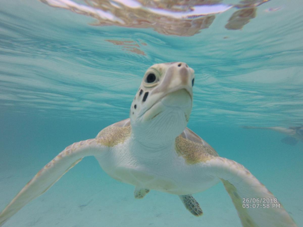 Turtles Nest Bahamas Apartment George Town Ngoại thất bức ảnh
